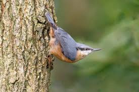 Attēlu rezultāti vaicājumam “Sitta europaea male”