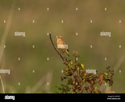 Attēlu rezultāti vaicājumam “Saxicola rubetra juvenile”