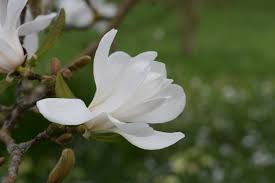 Attēlu rezultāti vaicājumam “Magnolia x loebneri”