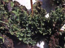 Attēlu rezultāti vaicājumam “Blasia pusilla sporophyte”