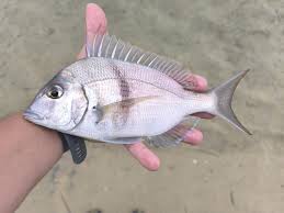 Image result for Stenotomus chrysops