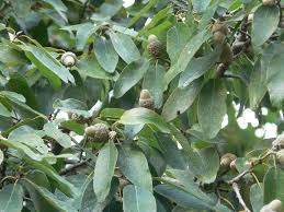 Attēlu rezultāti vaicājumam “Quercus”