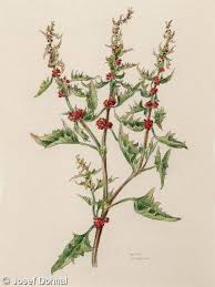 Image result for chenopodium foliosum