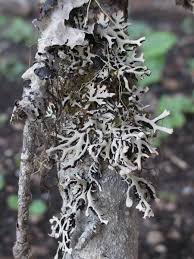 Attēlu rezultāti vaicājumam “Hypogymnia vittata”