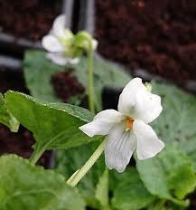Attēlu rezultāti vaicājumam “Viola odorata bud”