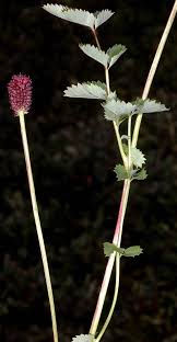 Image result for Sanguisorba officinalis
