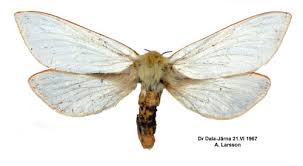 Attēlu rezultāti vaicājumam “Hepialus humuli male”