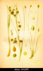 Attēlu rezultāti vaicājumam “Schoenus ferrugineus flower”