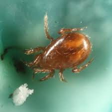 Attēlu rezultāti vaicājumam “Mesostigmata”