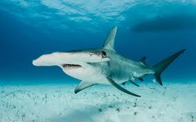 Image result for South Axholme Sharks Asc