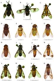 Attēlu rezultāti vaicājumam “Chrysops”