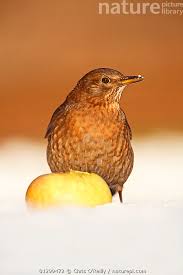 Attēlu rezultāti vaicājumam “Turdus merula female”
