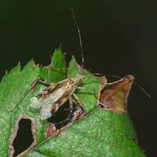 Attēlu rezultāti vaicājumam “Phytocoris longipennis”