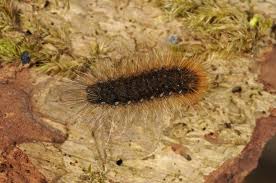 Attēlu rezultāti vaicājumam “Arctia caja larva”