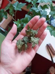 Attēlu rezultāti vaicājumam “Hedera helix  leaf”