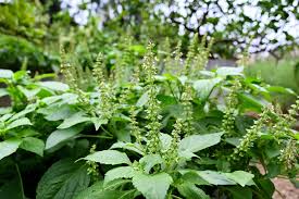 Attēlu rezultāti vaicājumam “Ocimum basilicum”