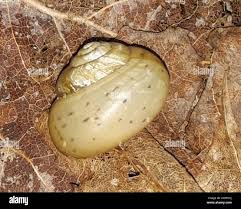 Attēlu rezultāti vaicājumam “Fruticola fruticum”