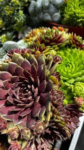 Image result for echtes Hauswurz