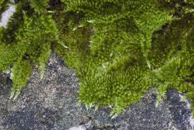 Attēlu rezultāti vaicājumam “Homalothecium sericeum”