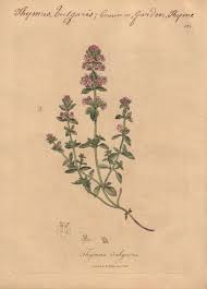 Image result for Thymus vulgaris
