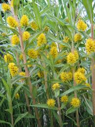 Attēlu rezultāti vaicājumam “Lysimachia thyrsiflora”
