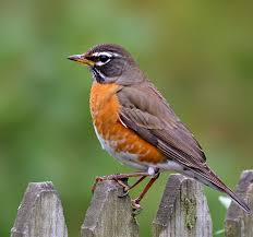 Attēlu rezultāti vaicājumam “Erithacus rubecula adult”