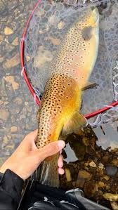 Attēlu rezultāti vaicājumam “Salmo trutta”