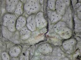 Attēlu rezultāti vaicājumam “Pertusaria leioplaca”