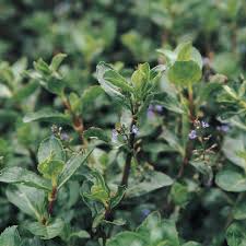 Attēlu rezultāti vaicājumam “Veronica beccabunga”