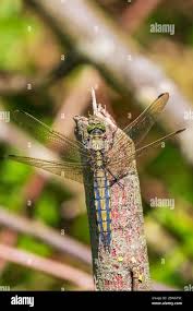 Attēlu rezultāti vaicājumam “Orthetrum cancellatum”