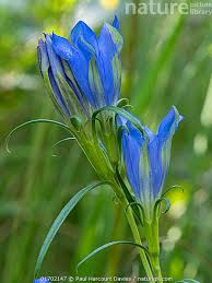 Attēlu rezultāti vaicājumam “Gentiana pneumonanthe flower”