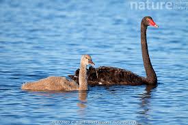 Attēlu rezultāti vaicājumam “Cygnus atratus”