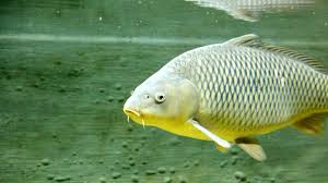 Image result for Cyprinus carpio