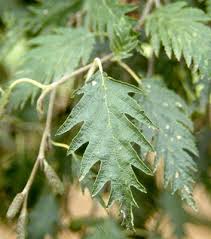 Attēlu rezultāti vaicājumam “Alnus glutinosa”