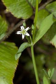 Attēlu rezultāti vaicājumam “Stellaria uliginosa”