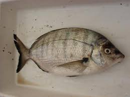 Image result for Diplodus puntazzo