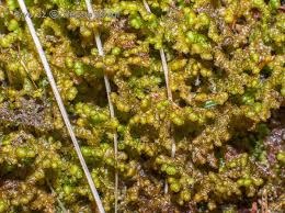 Attēlu rezultāti vaicājumam “Ptilidium ciliare”