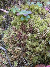 Attēlu rezultāti vaicājumam “Sphagnum girgensohnii”