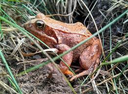 Attēlu rezultāti vaicājumam “Rana temporaria”