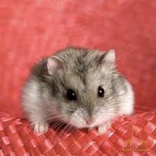 Image result for хомек