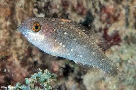 Image result for Scarus niger