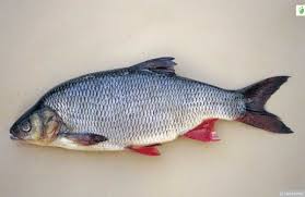 Attēlu rezultāti vaicājumam “Leuciscus idus”