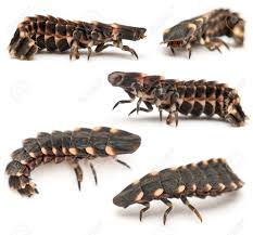 Attēlu rezultāti vaicājumam “Lampyris noctiluca larva”