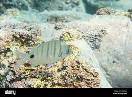 Image result for Diplodus cadenati