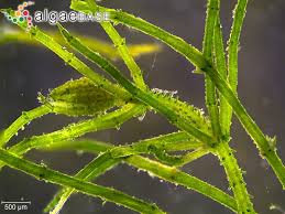 Attēlu rezultāti vaicājumam “Chara aspera”