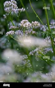 Image result for Baldrian