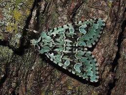 Attēlu rezultāti vaicājumam “Griposia aprilina”