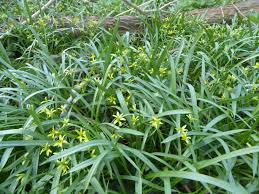 Attēlu rezultāti vaicājumam “Gagea lutea”