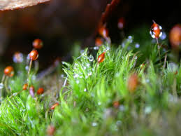 Attēlu rezultāti vaicājumam “Cladopodiella francisci macro”