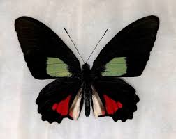 Attēlu rezultāti vaicājumam “Papilionidae”